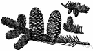 Fraser fir - small fast-growing but short-lived fir of southern Alleghenies similar to balsam fir but with very short leaves