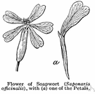 saponaria - mostly perennial Old World herbs