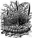 genus Turritis