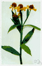 autumn sneezeweed - North American perennial with bright yellow late summer flowers