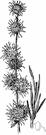 liatris - genus of perennial North American herbs with aromatic usually cormous roots