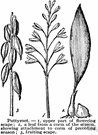 Aplectrum - a monocotyledonous genus of the family Orchidaceae