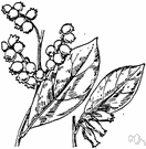 privet andromeda - deciduous much-branched shrub with dense downy panicles of small bell-shaped white flowers