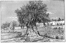 olive tree - a tree of the genus Olea cultivated for its fruit