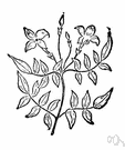 Jasminum officinale - a climbing deciduous shrub with fragrant white or yellow or red flowers used in perfume and to flavor tea