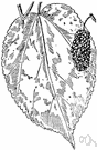 red mulberry - North American mulberry having dark purple edible fruit