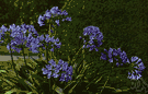 African lily - African plant with bright green evergreen leaves and umbels of many usually deep violet-blue flowers