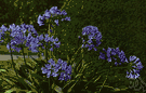 African tulip - African plant with bright green evergreen leaves and umbels of many usually deep violet-blue flowers