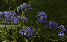 Agapanthus africanus - African plant with bright green evergreen leaves and umbels of many usually deep violet-blue flowers