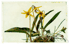 dog's-tooth violet - perennial woodland spring-flowering plant