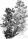 Dictamnus - a dicotyledonous genus of the family Rutaceae