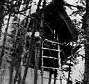Arborical - of or relating to or formed by trees