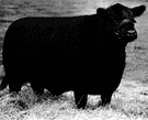 cattle breeding - breeding cattle