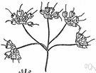 Volvocaceae - unicellular or colonial biflagellate free-swimming flagellates