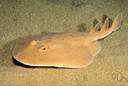 order Batoidei - fish with dorsoventrally flattened bodies