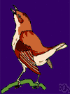 Luscinia megarhynchos - European songbird noted for its melodious nocturnal song