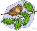 Regulus regulus - European kinglet with a black-bordered yellow crown patch