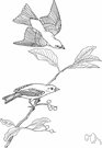 Piranga olivacea - the male is bright red with black wings and tail