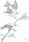 scarlet tanager - the male is bright red with black wings and tail