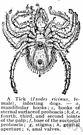 sheep tick - parasitic on sheep and cattle as well as humans
