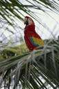 genus Ara - macaws genus Ara - macaws