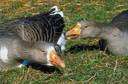 graylag goose - common grey wild goose of Europe