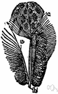 aftershaft - a supplementary feather (usually small) on the underside of the base of the shaft of some feathers in some birds