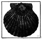 bay scallop - a small scallop inhabiting shallow waters and mud flats of the Atlantic coast of North America