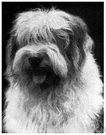 bobtail - large sheepdog with a profuse shaggy bluish-grey-and-white coat and short tail