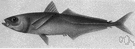 Decapterus - scads especially mackerel scad
