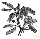 shittah tree - source of a wood mentioned frequently in the Bible