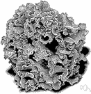 romaine lettuce - lettuce with long dark-green spoon-shaped leaves