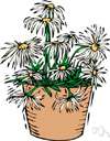 Chrysanthemum maximum maximum