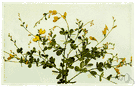 horsefly weed - much-branched erect herb with bright yellow flowers