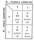 monohybrid cross - hybridization using a single trait with two alleles (as in Mendel's experiments with garden peas)