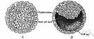 cleavage cavity - the fluid-filled cavity inside a blastula