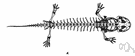Megalobatrachus - giant salamanders