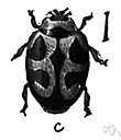 Rodolia cardinalis