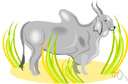 zebu - domesticated ox having a humped back and long horns and a large dewlap