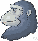central chimpanzee - black-faced chimpanzees of central Africa