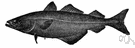 Pollock - important food and game fish of northern seas (especially the northern Atlantic)