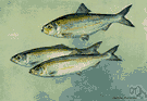Alosa pseudoharengus - shad-like food fish that runs rivers to spawn