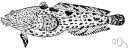 Batrachoididae - toadfishes