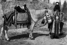horse blanket - stable gear consisting of a blanket placed under the saddle