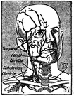 angular artery - the terminal branch of the facial artery