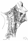 internal carotid artery - the branch of the carotid artery that supplies blood to the brain and eyes and internal parts of the head