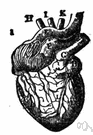 truncus pulmonalis - the artery that carries venous blood from the right ventricle of the heart and divides into the right and left pulmonary arteries
