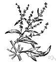 genus Atriplex - orach