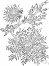 Carlina acaulis - stemless perennial having large flowers with white or purple-brown florets nestled in a rosette of long spiny leaves hairy beneath