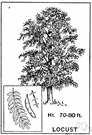 locust tree - any of various hardwood trees of the family Leguminosae